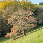 Vogelsberg *