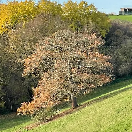 Vogelsberg *